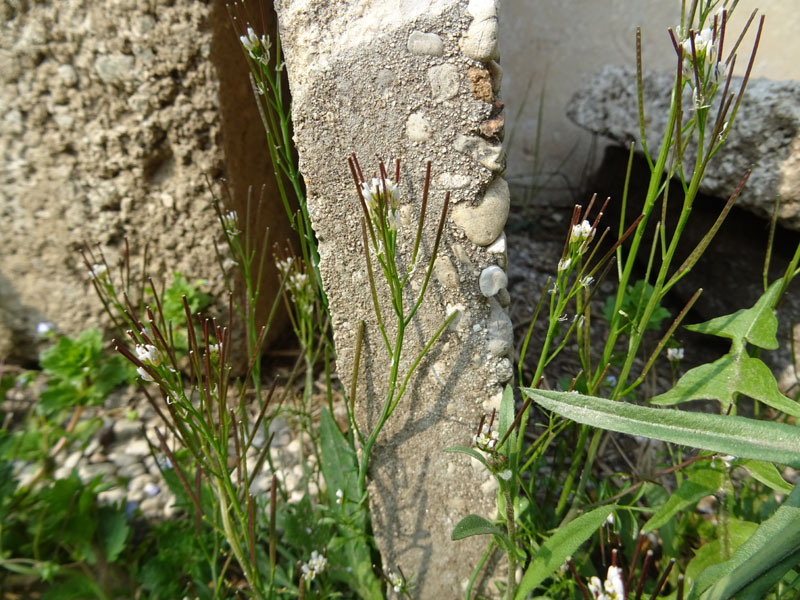 Cardamine hirsuta - Brassicaceae (Cruciferae)